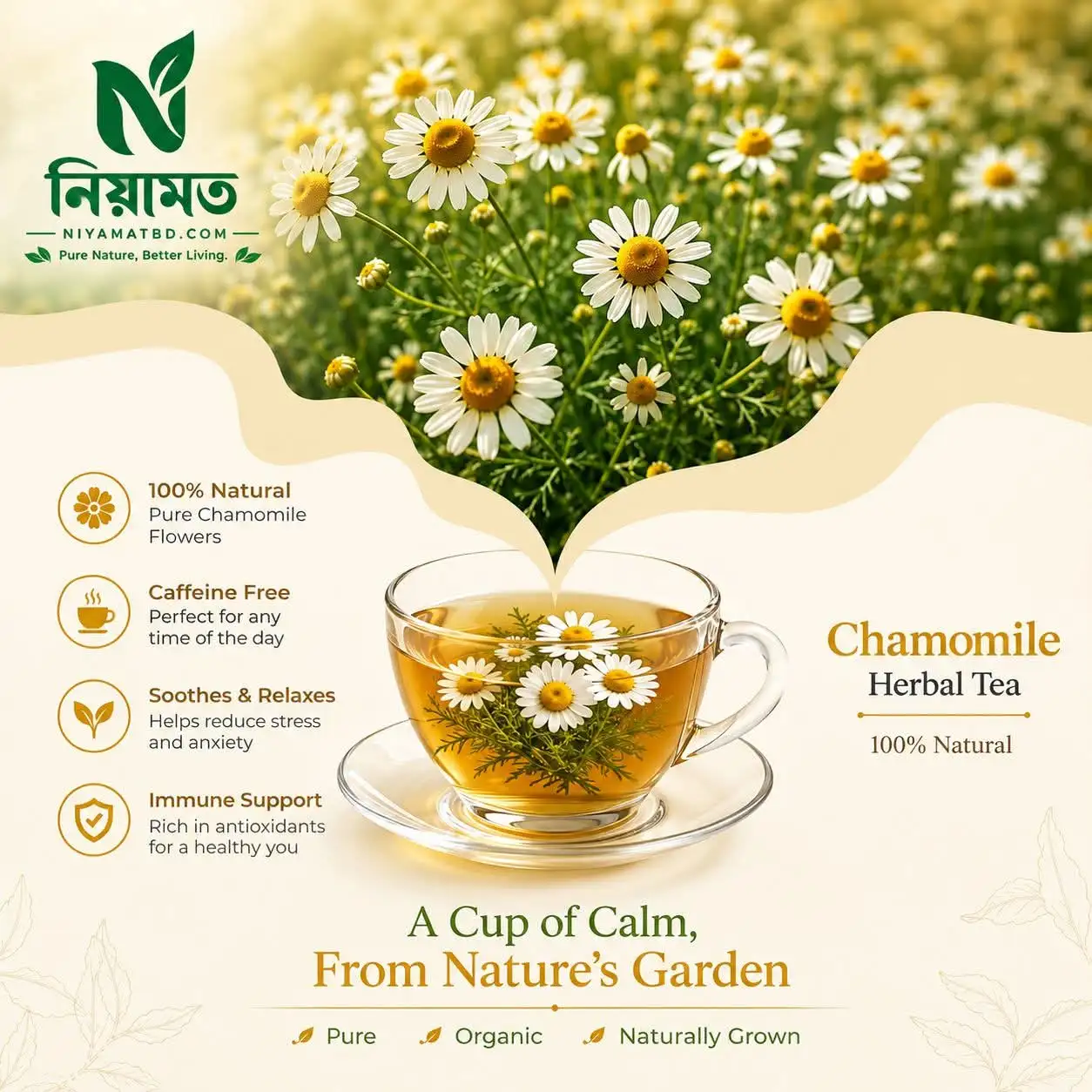 Chamomile Flower Tea | ক্যামোমাইল ফুলের চা